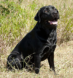 Dog Training - Labrador Retriever